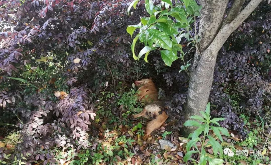 可怕疯狗咬伤多人警方紧急出动,疯狗咬伤6人