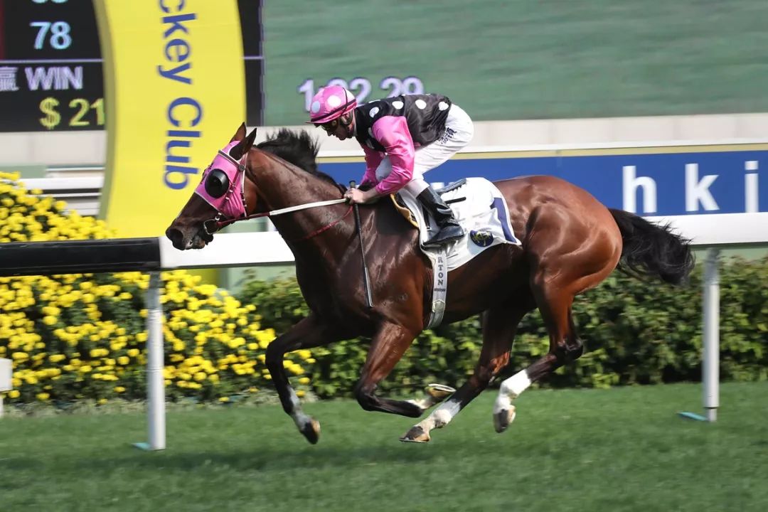 哪些世界级名驹有资格瓜分5800万港元总奖金？富卫保险冠军赛马日参赛马匹名单出炉！