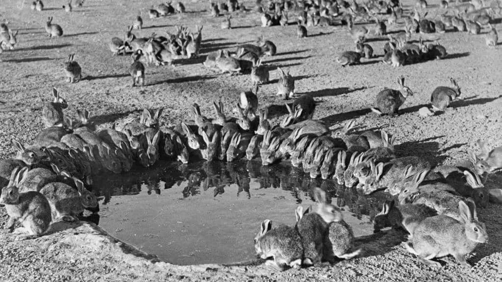 澳洲野兔泛滥成灾到底有多疯狂,澳洲野兔泛滥成灾数量超100亿只