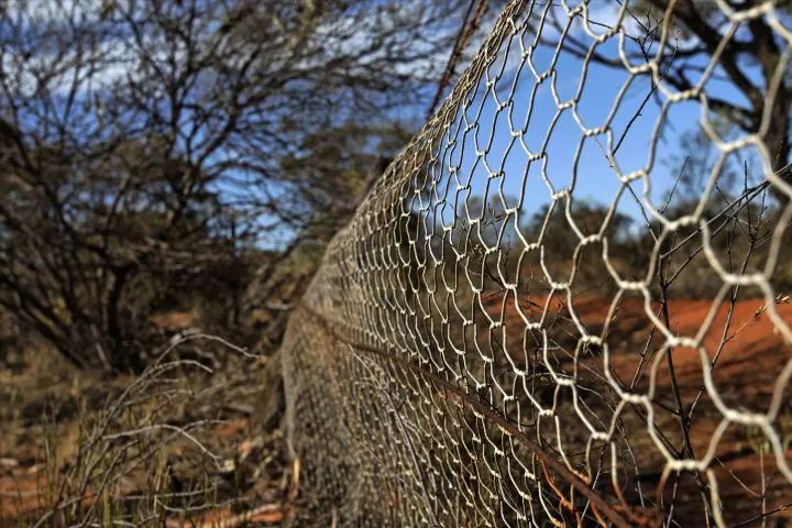 澳洲野兔泛滥成灾到底有多疯狂,澳洲野兔泛滥成灾数量超100亿只