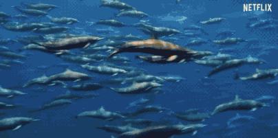 bbc经典必看十大纪录片,bbc十大经典纪录片9.9