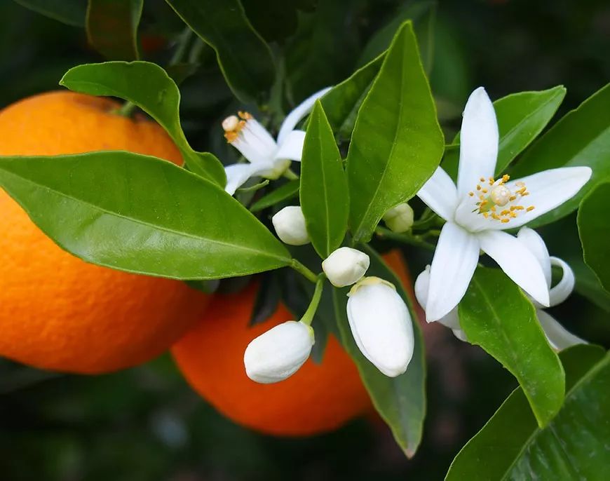 新西兰深度睡眠喷雾,新西兰深睡眠喷雾