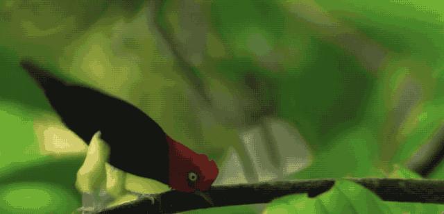 bbc经典必看十大纪录片,bbc十大经典纪录片9.9