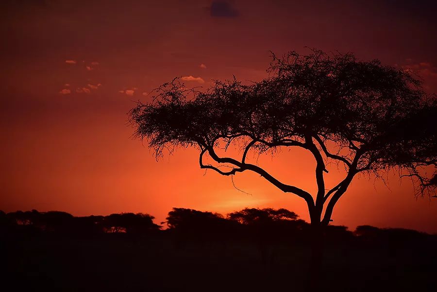 探索非洲动物世界|非洲—坦桑尼亚