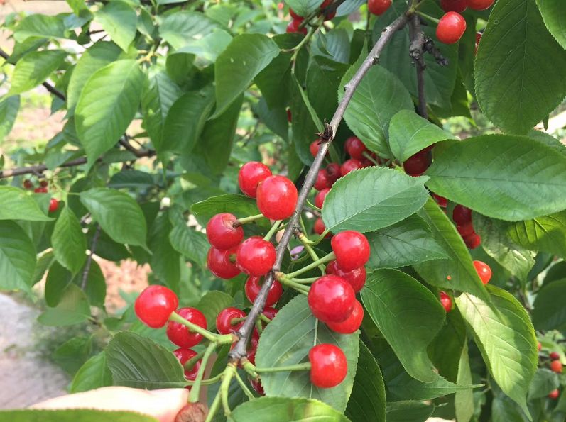 樱桃熟了采摘园乐山,宜宾樱桃几月份成熟