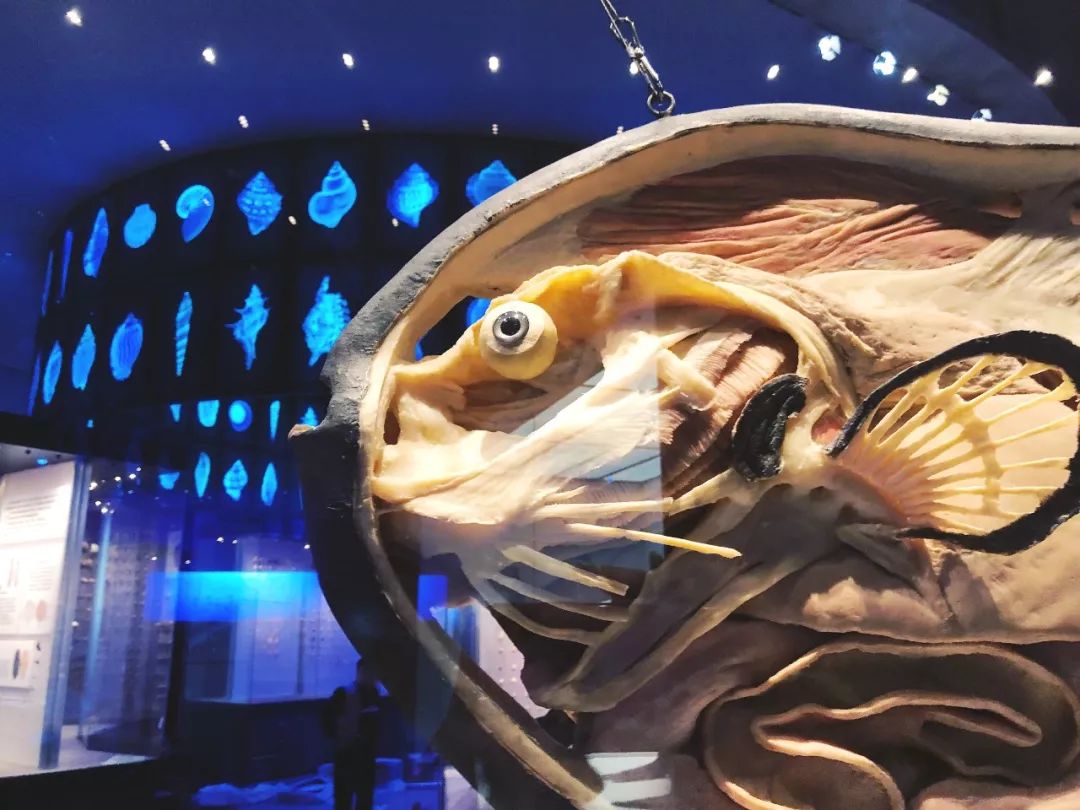 北京海洋博物馆海上故宫,国家海洋博物馆免费预约能看什么