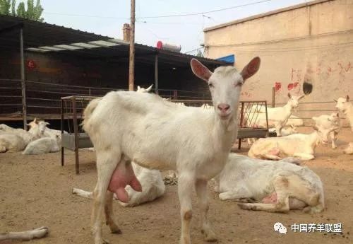 养羊的辛酸泪谁能懂,养羊的十个忠告