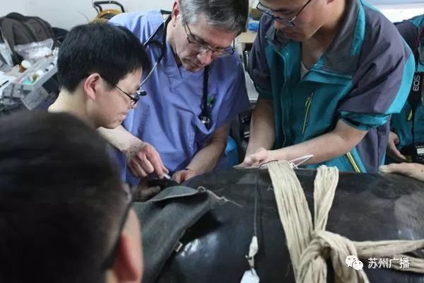 全球最孤寂的神兽,最孤独的三只神兽