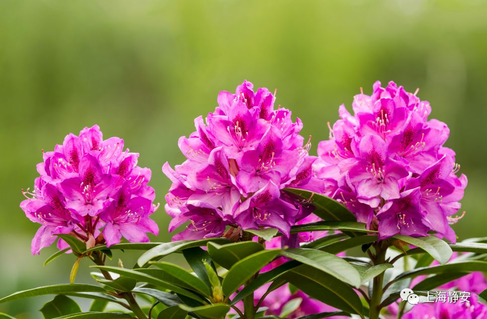 过期药片可以在花盆里养吗,过期的药片丢在花盆里花都长疯了