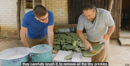 BBC又来惊爆：你抹口红，就是在亲吻上万只昆虫尸体？美丽背后这么血腥…