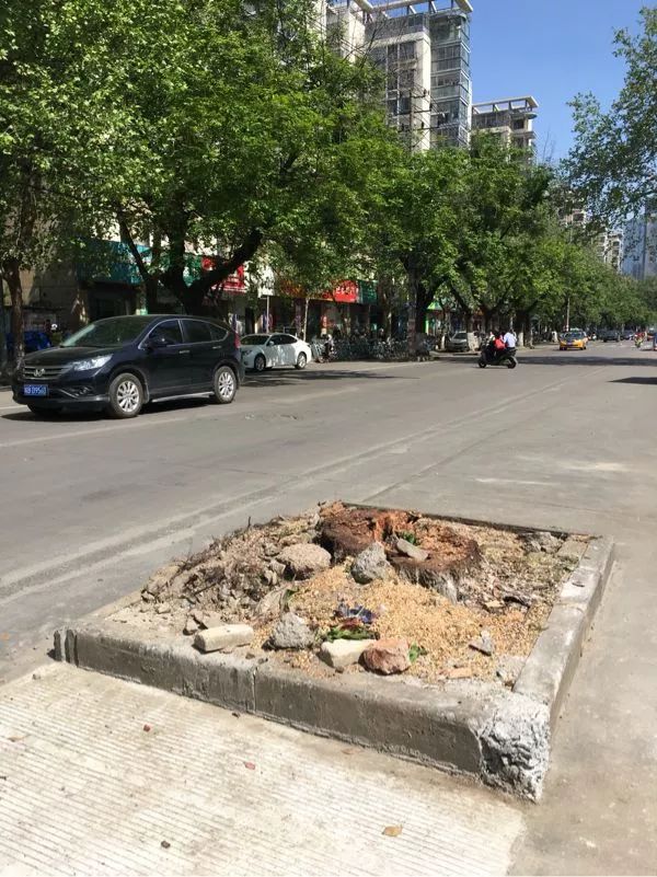 【早安·芜湖】中山南路的10多棵大树为何被砍？