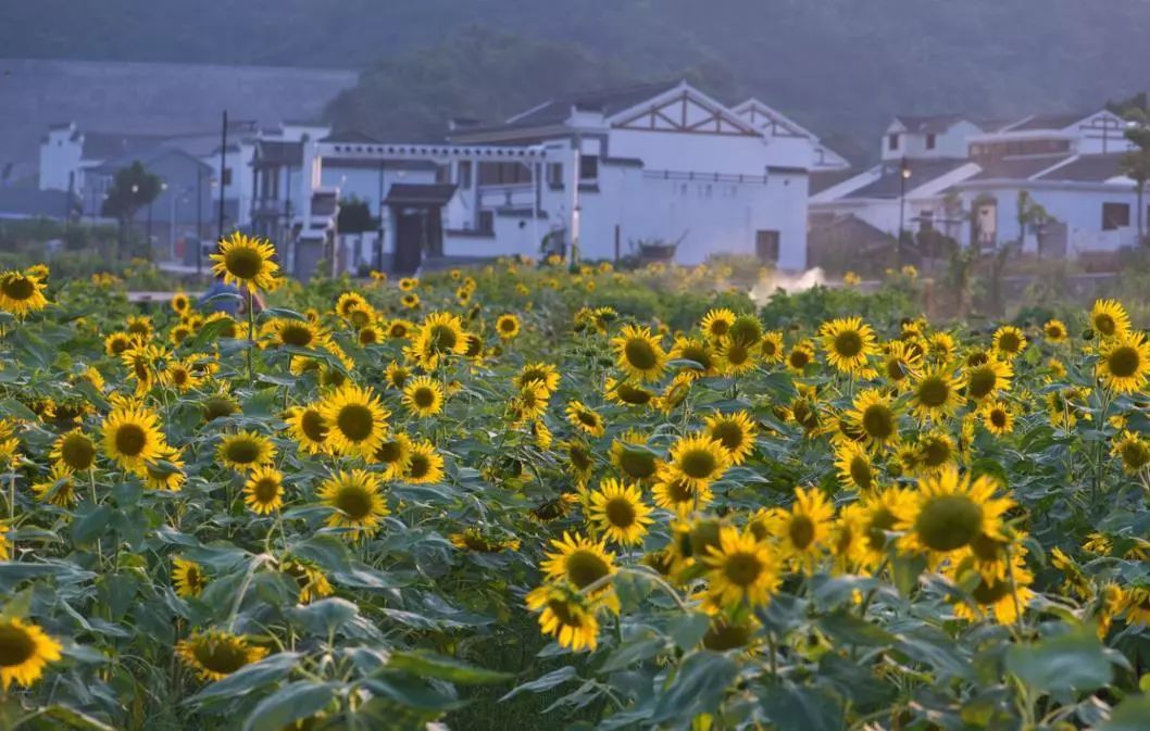 ¥899起/套--千亩桃花樱花盛放！为度假而生的舟山希尔顿不一样！俯瞰湖海双景太震撼！