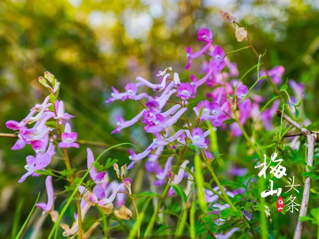 最美梅山,美丽南安梅山