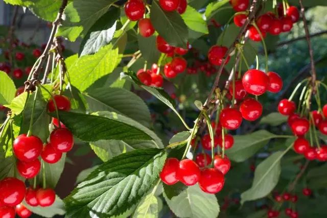 樱桃熟了采摘园乐山,宜宾樱桃几月份成熟