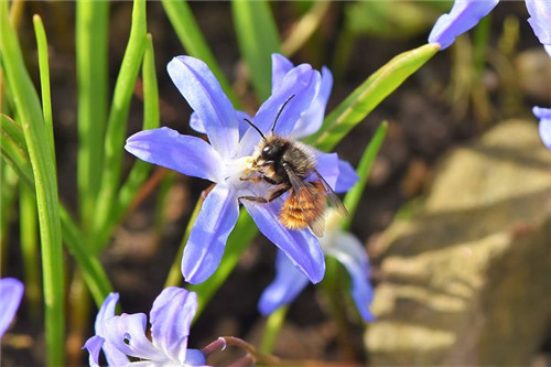 失眠多梦用什么中草药,失眠多梦中医药膳