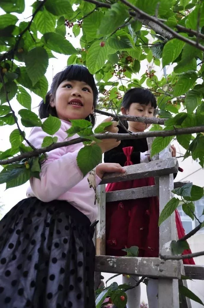 又一年樱桃采摘季,一年一度的大樱桃采摘模式已开启