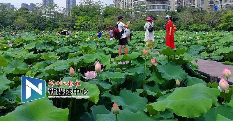 地铁4号线试乘券怎么领取,合肥地铁二号线免费试乘券哪里领