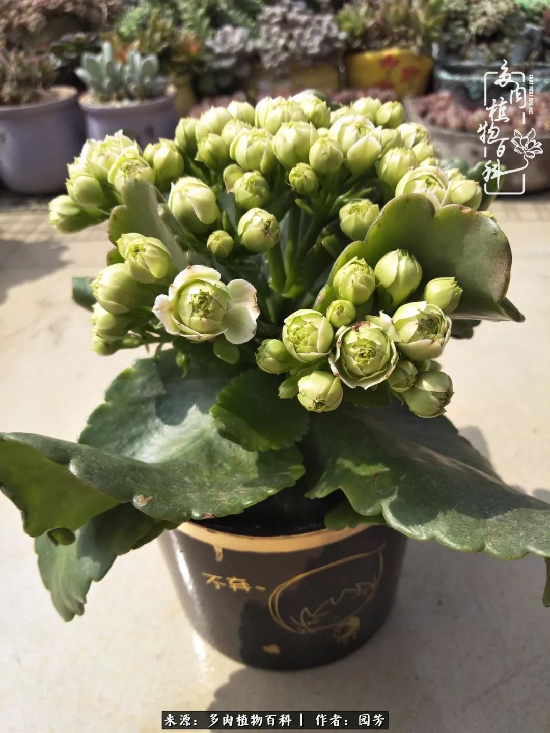 多肉开花最好看最好养前十名,多肉哪个品种开花最好看