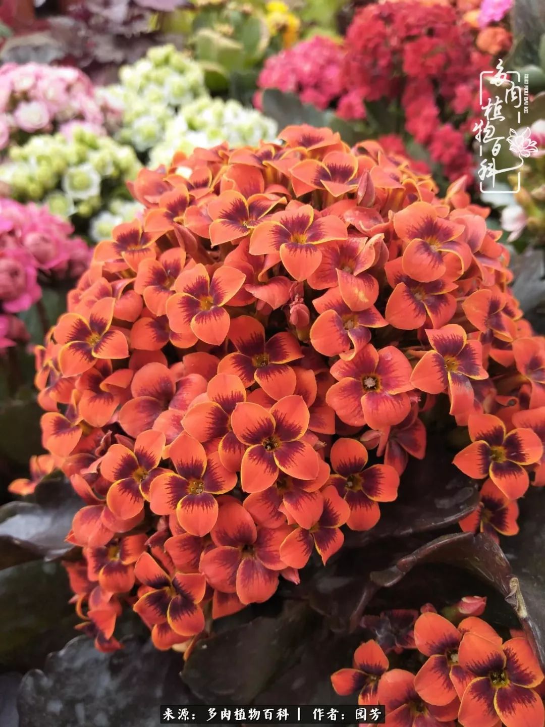 多肉开花最好看最好养前十名,多肉哪个品种开花最好看