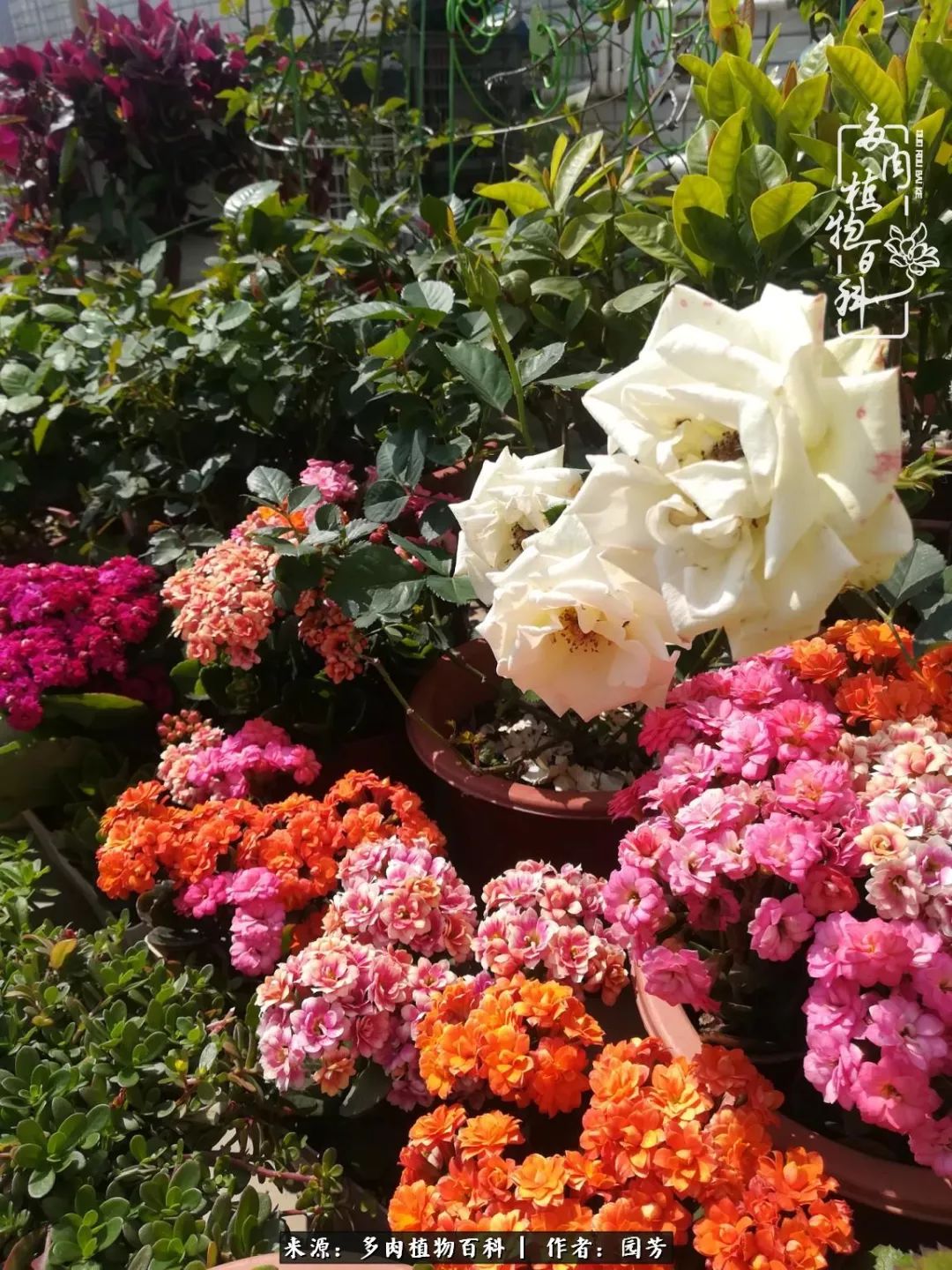 多肉开花最好看最好养前十名,多肉哪个品种开花最好看