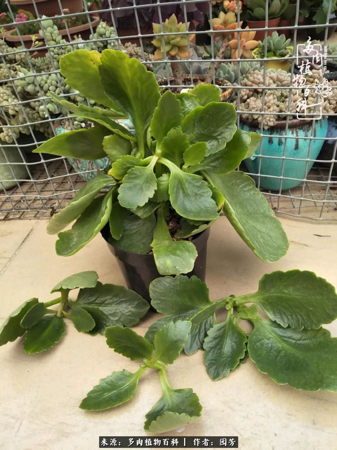 多肉开花最好看最好养前十名,多肉哪个品种开花最好看