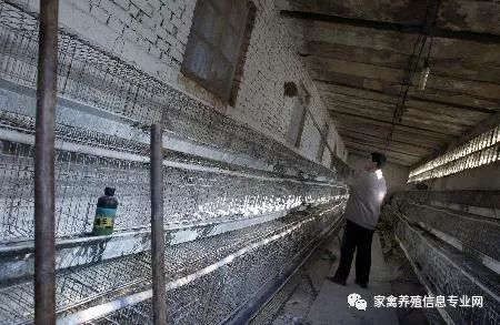 家禽流感特效药,家禽新城疫用什么药