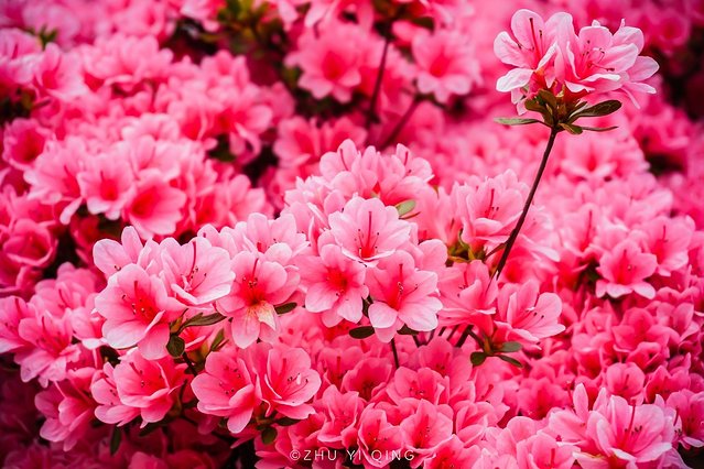 无锡赏花一日游,无锡春日樱花旅游攻略