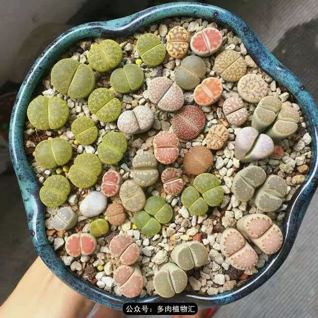 听说这段时间，肉友都在疯狂手撕屁屁？别了吧，再撕屁屁就烂了！