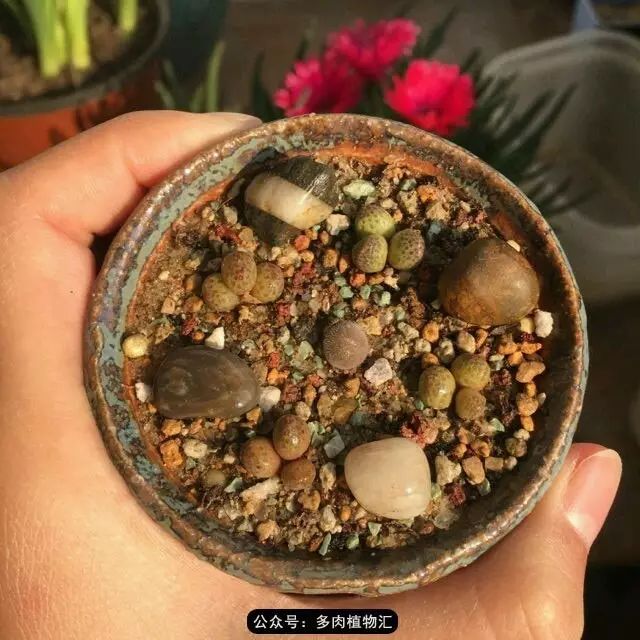 听说这段时间，肉友都在疯狂手撕屁屁？别了吧，再撕屁屁就烂了！