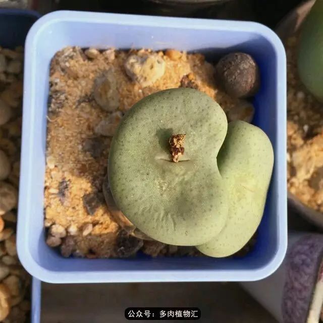 听说这段时间，肉友都在疯狂手撕屁屁？别了吧，再撕屁屁就烂了！