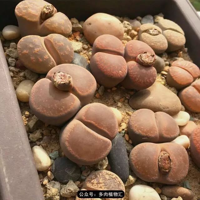 听说这段时间，肉友都在疯狂手撕屁屁？别了吧，再撕屁屁就烂了！