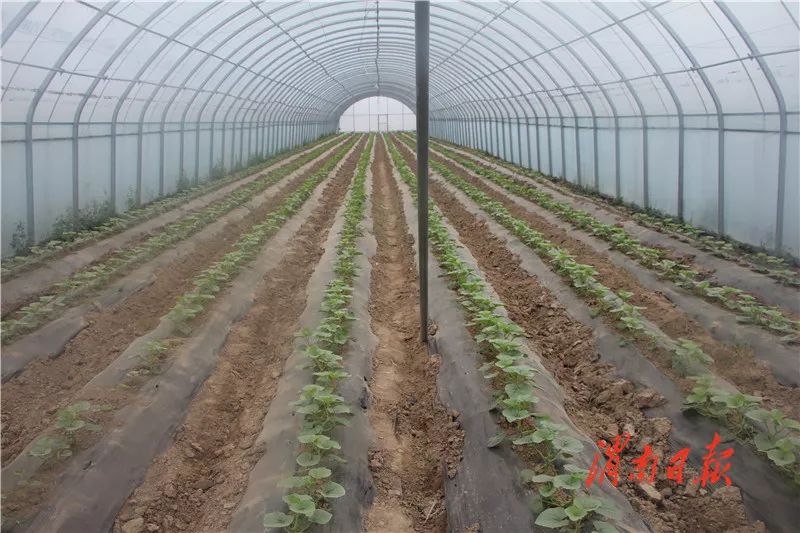 板岩镇强化党建引领促进乡村振兴,腊竹底村党建引领助推乡村振兴