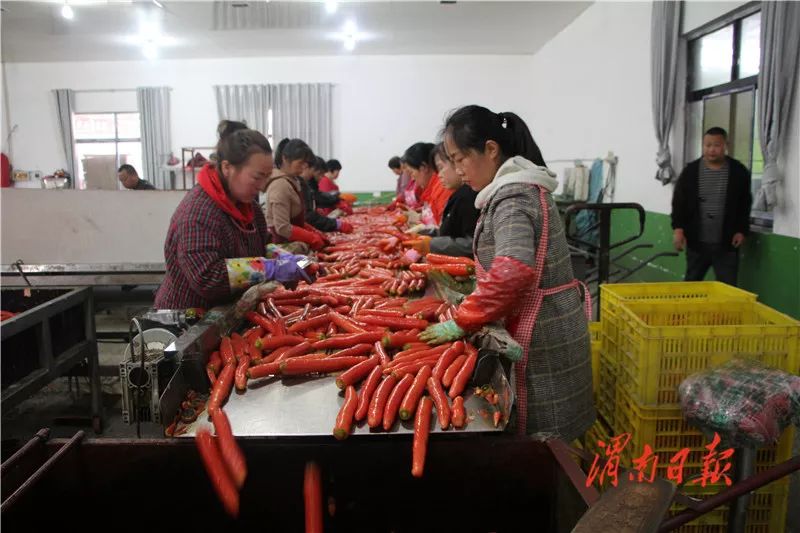 板岩镇强化党建引领促进乡村振兴,腊竹底村党建引领助推乡村振兴