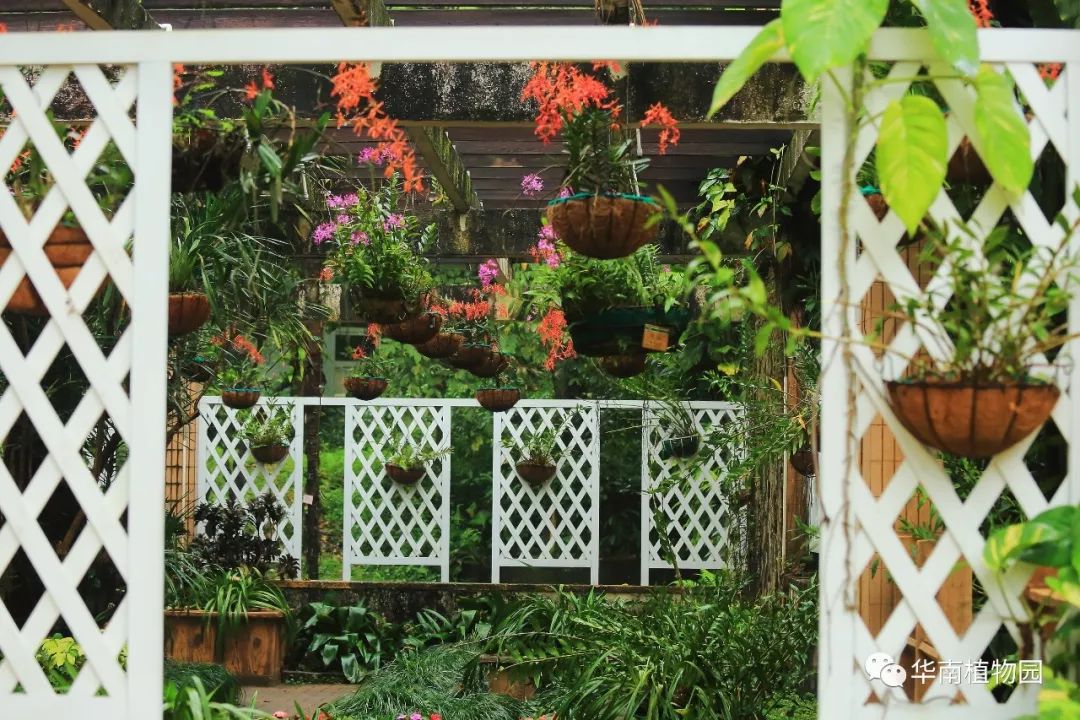 新知|如烟花般绚烂——火焰兰