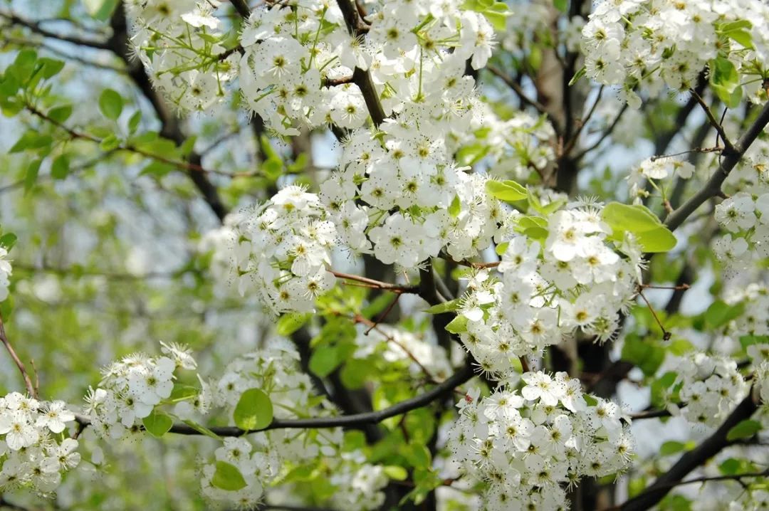 石楠树上花纷纷，路上行*欲人**断魂