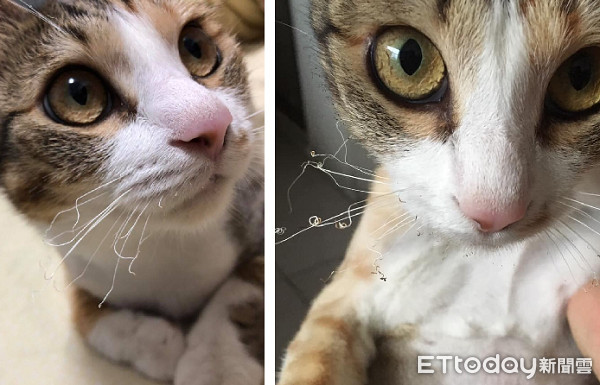 炒菜硬是要闻香　调皮猫胡须被烫成卷的