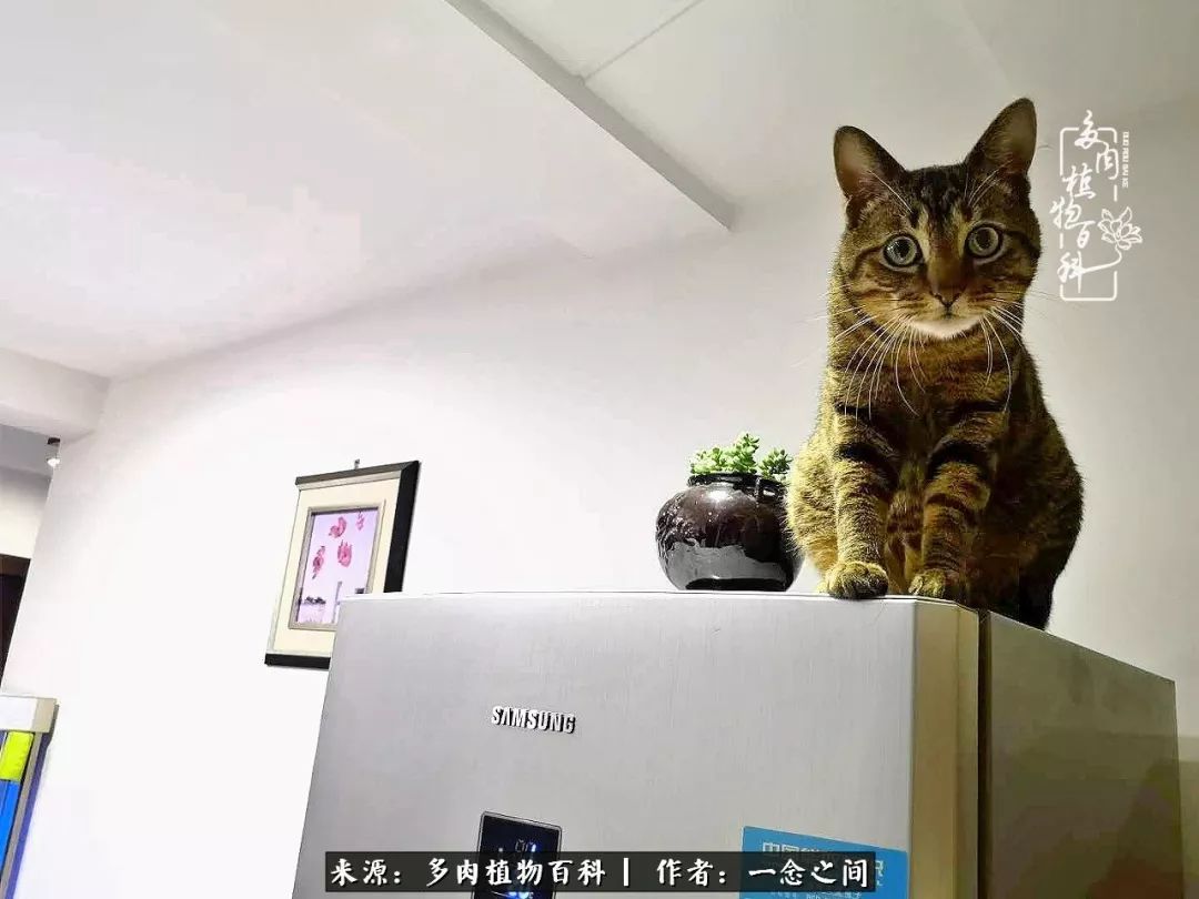 天敌Or天使：多肉与萌宠共处一室，究竟是谁的幸与不幸?