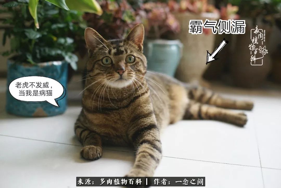 天敌Or天使：多肉与萌宠共处一室，究竟是谁的幸与不幸?