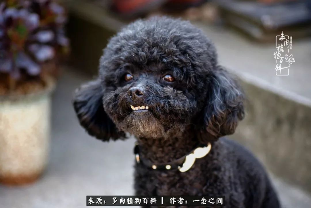 天敌Or天使：多肉与萌宠共处一室，究竟是谁的幸与不幸?