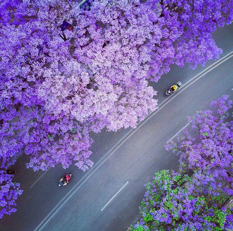 四川有座紫色小城，5月比美澳洲，比大理更多情