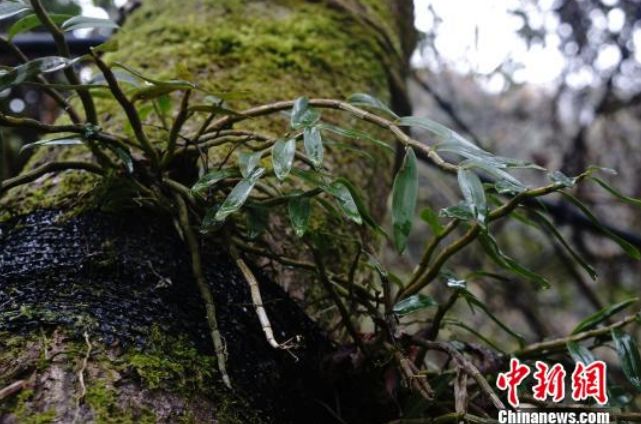 气炸！花800000买钻石，回国检测只值8块钱？当心了，有些国外商家排着队坑咱！