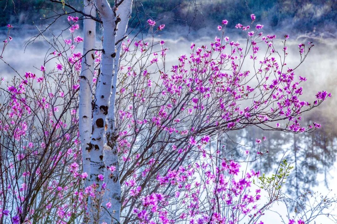 阿尔山五一适合旅游吗,五一阿尔山的风景怎样