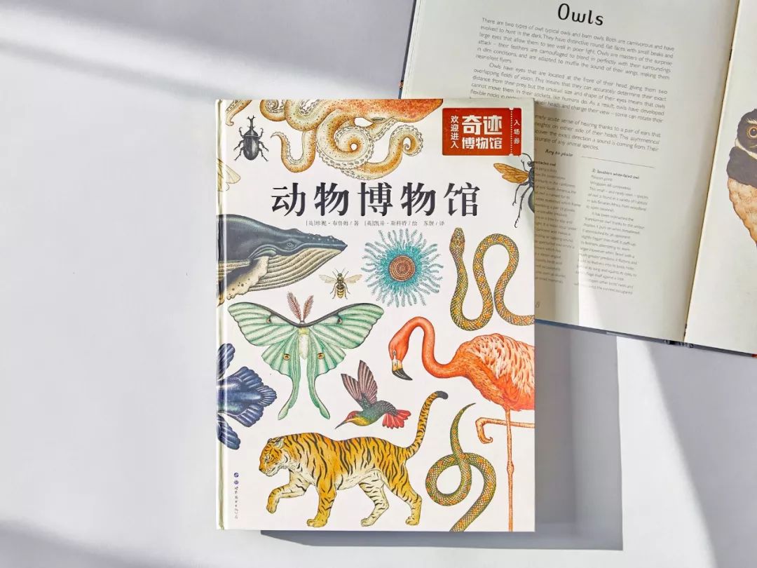 堪称一绝的野生动物画,世界动物画谱