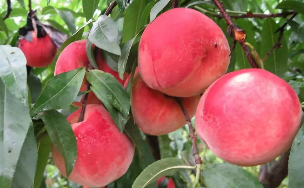 娴峰彛瑗挎捣宀告俯娉夊摢閲屽ソ,闈掑矝瑗挎捣宀告俯娉夊摢閲屽ソ