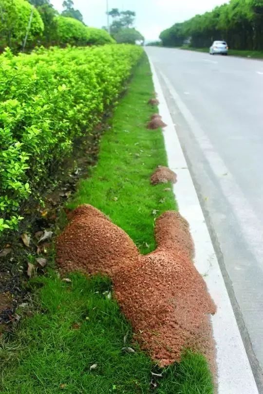 漳州有种小小的黑色虫子咬人很痒,福建漳州虫子