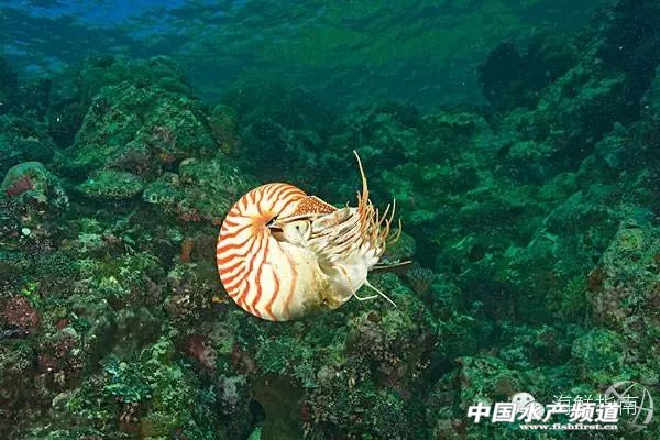 你会区分章鱼鱿鱼墨鱼和乌贼吗,八爪鱼章鱼鱿鱼墨鱼乌贼的区别