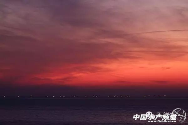 章鱼鱿鱼墨鱼乌贼区别,如何区分章鱼墨鱼鱿鱼