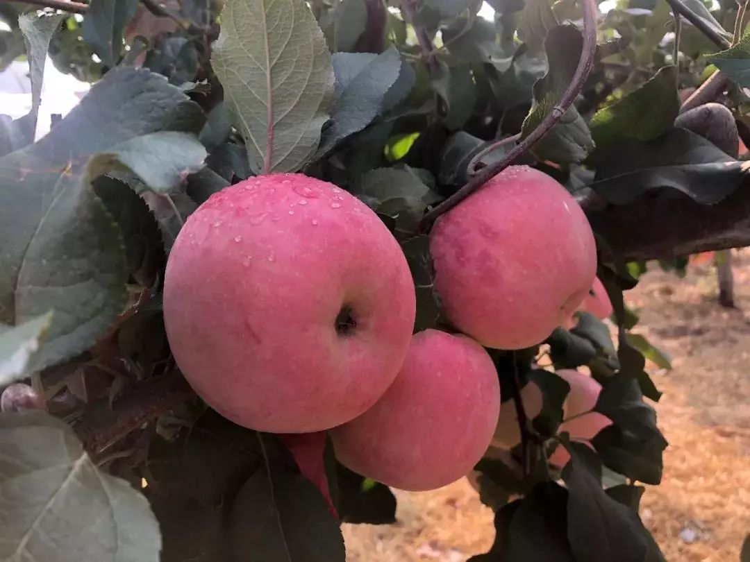 欢乐嘉年华团购19.9元万达,51欢乐马戏嘉年华