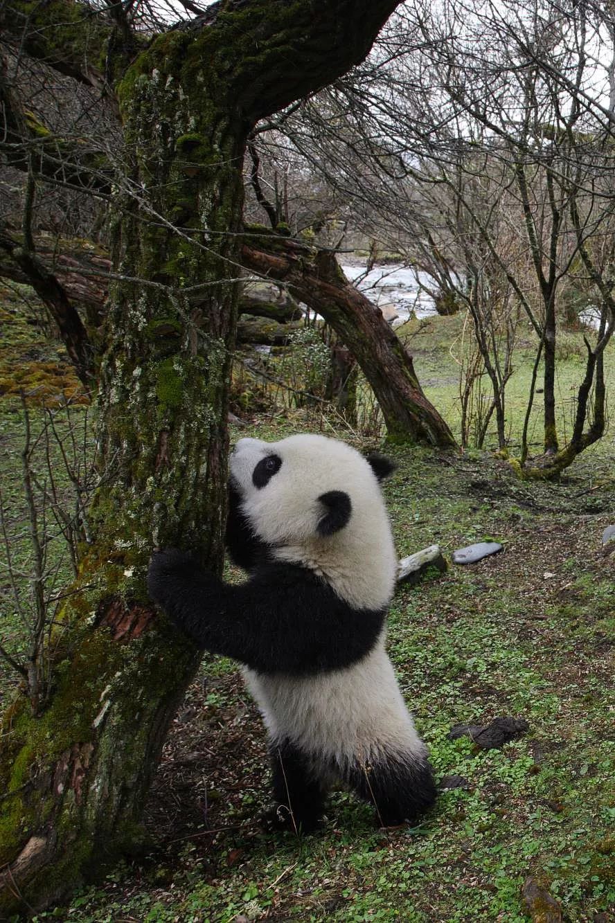 熊猫萌,熊猫萌啦