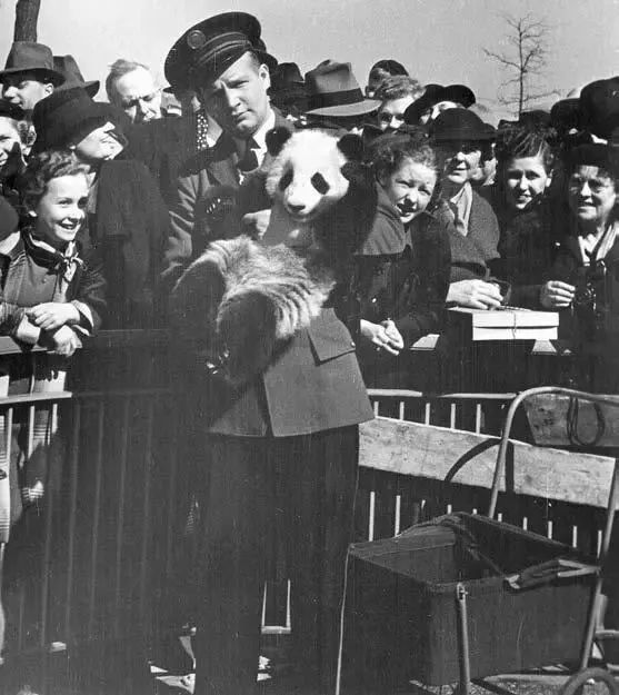 【荐读】熊猫:萌啥子哟,我是要雄起!